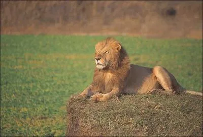 Un lion peut croiser la route d'un tigre !