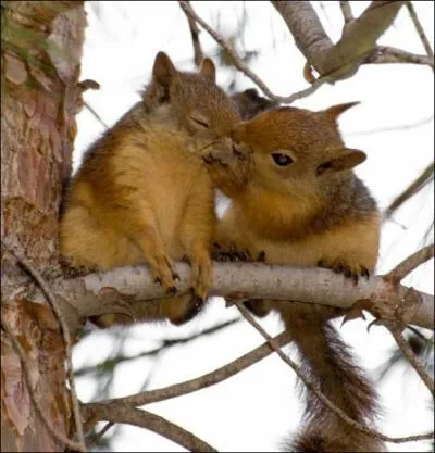 L't, l'cureuil enterre des graines pour l'hiver