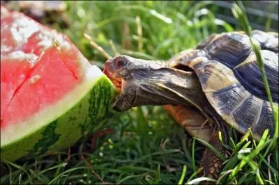 La tortue est vgtarienne !