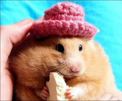 C'est un hamster !