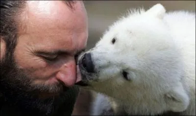 Le petit panda est trs affectueux !