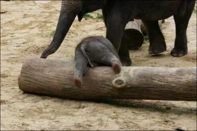 L'lphant d'Afrique a les oreilles plus grandes que l'lphant d'Asie !