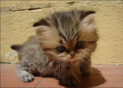 On dit que le chat retombe toujours sur ses pattes !