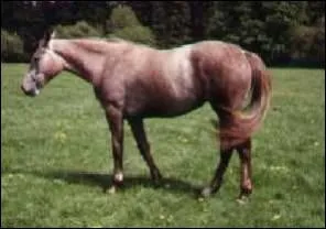 Comment s'appelle cette robe ?