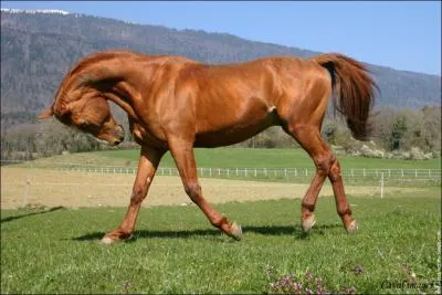 Comment s'appelle cette robe ?