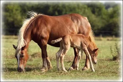 Comment s'appelle cette robe ?