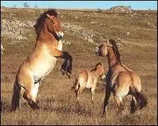 De quelle race est ce cheval ?