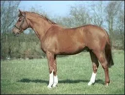 De quelle race est ce cheval ?