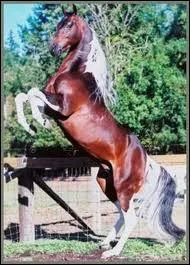 De quelle race est ce cheval ?