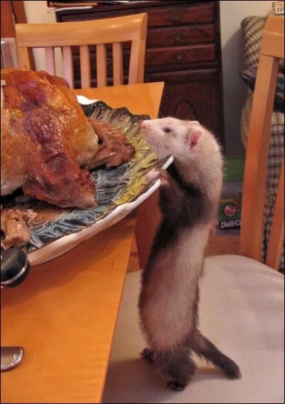 Il a l'air trs intress par le poulet, ce ...