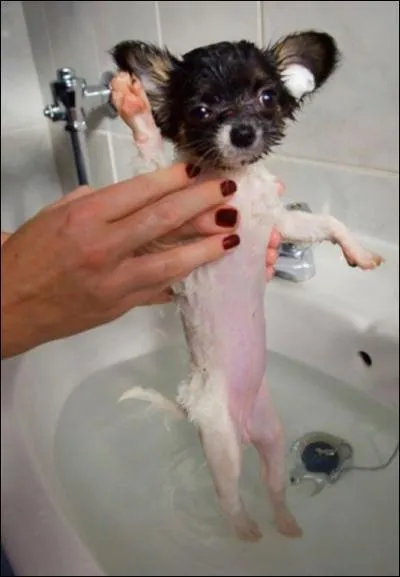 C'est un chien que l'on lave !