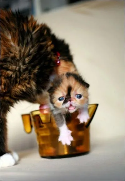 Pour transporter son petit, la chatte le tient par la peau du dos !