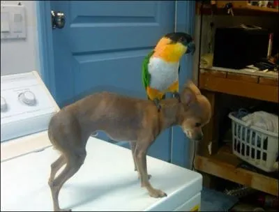 Sur la photo, on voit que ce chien et cette perruche s'entendent bien !