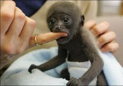 Plus tard, si c'est un mle, il sera dos argent, c'est un ...