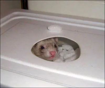 L'animal qui se cache est un furet !