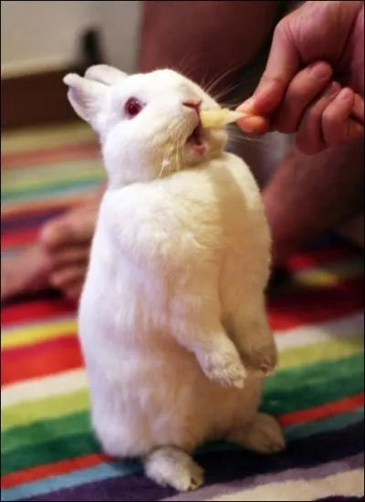 Ce lapin est albinos !