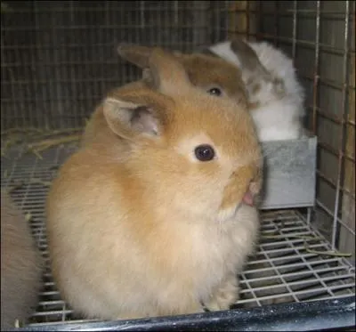 La cage o vivent ces lapins s'appelle ...