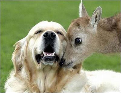 Ce chien adore cette antilope !