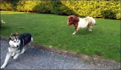Ce poulain fait la course avec le chien !