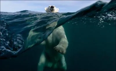 L'ours polaire nage, mais ne sait pas plonger !