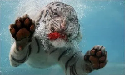 Quel tigre peut chasser le cerf sambar ?