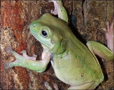 Certaines grenouilles vivent exclusivement dans les arbres et ne descendent jamais  terre !