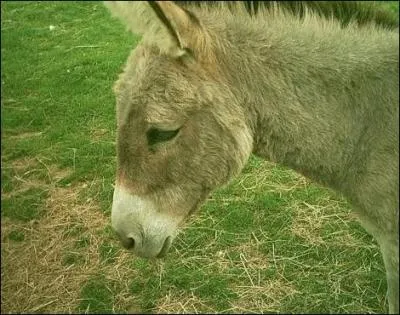 Il n'existe pas d'ne sauvage !