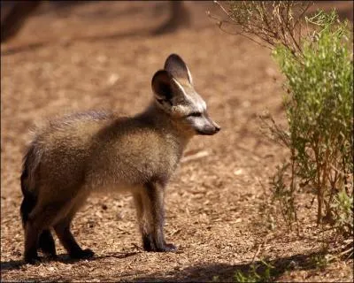 Si je vous dis que cet animal est un fennec, vous me rpondez ...