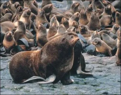 Et si je vous dis que cet animal est un lion de mer, et donc une otarie !