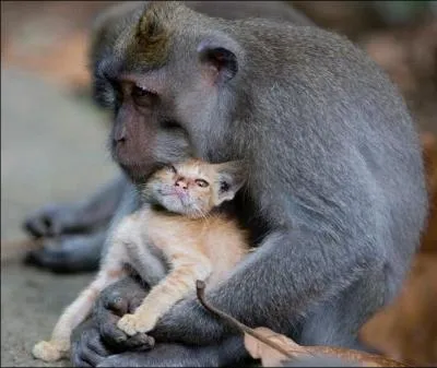 On ne trouve pas de singes sauvages en Europe !