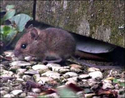 Walt Disney en a fait un personnage de dessins anims !
