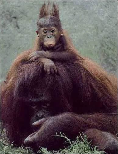 Comment appelle-t-on ces primates ?