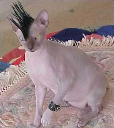 Cette race s'appelle chat  crte !