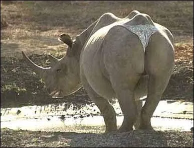 Quelle est la particularit de ce rhinocros ?