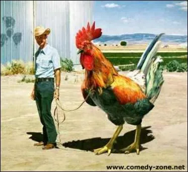 Un coq peut tre plus grand qu'un homme !