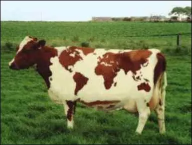 Cette vache a quelque chose de particulier, mais quoi ?