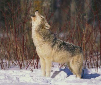 Le loup est un canid qui vit le plus souvent en meute et dont la prsence est confirme dans tous les massifs franais. Comment appelle-t-on son cri ?