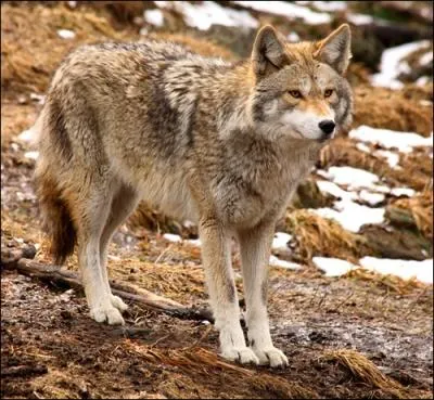 Sous quel autre nom connat-on mieux le 'loup des prairies', dont l'habitat couvre pratiquemet tout le continent nord-amricain ?