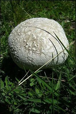 Ce champignon est une vesse-de-loup gante dont la taille peut atteindre celle ...