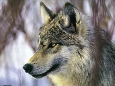 Qu'est, selon vous, une 'tte de loup' ?