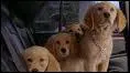 Les Films sur mon tagre. 5. Quel est ce film ? Indices : Chiots et Catastrophes.