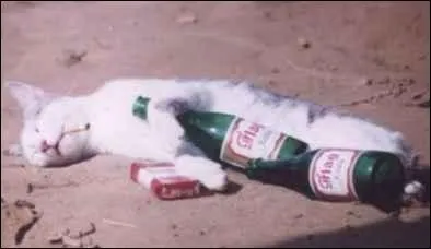 Il existe un chat qui nage et qui pche des poissons !