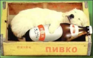 Les chiens d'attaque boivent rgulirement de l'alcool !