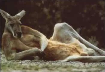 Il existe un kangourou qui grimpe aux arbres !