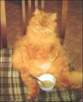 L'herbe aux chats a un effet spcial sur le chat, la photo ne prouve aucune des deux rponses !