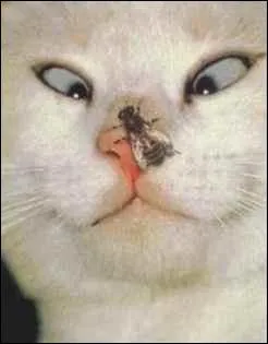 Une mouche, a fait loucher un chat !