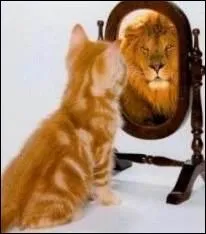 Miroir, oh miroir, dis-moi que je suis un tigre !