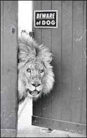 Il fut un temps o l'on chassait le lion en Inde !