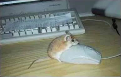 Une espce de souris s'appelle souris sauteuse !