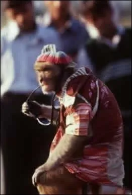 Les singes d'Afrique peuvent se suspendre  une branche grce  leur queue !